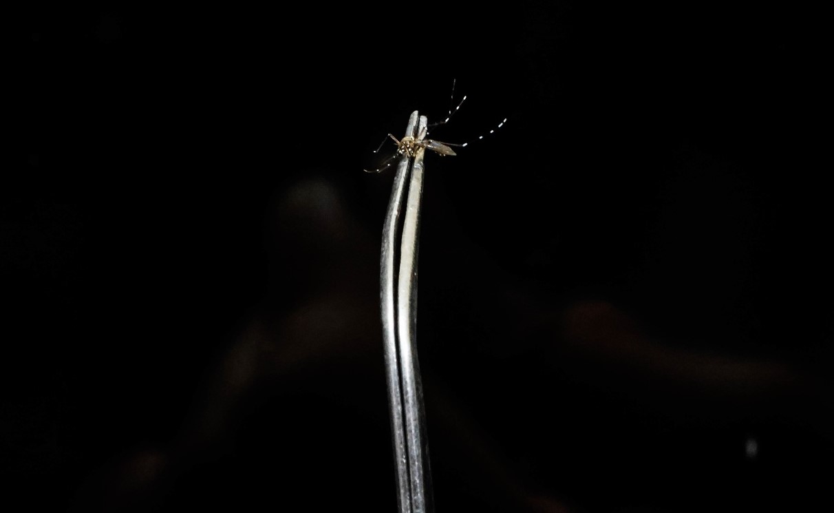 Mosquito Aedes aegypti é transmissor da dengue e outras arboviroses