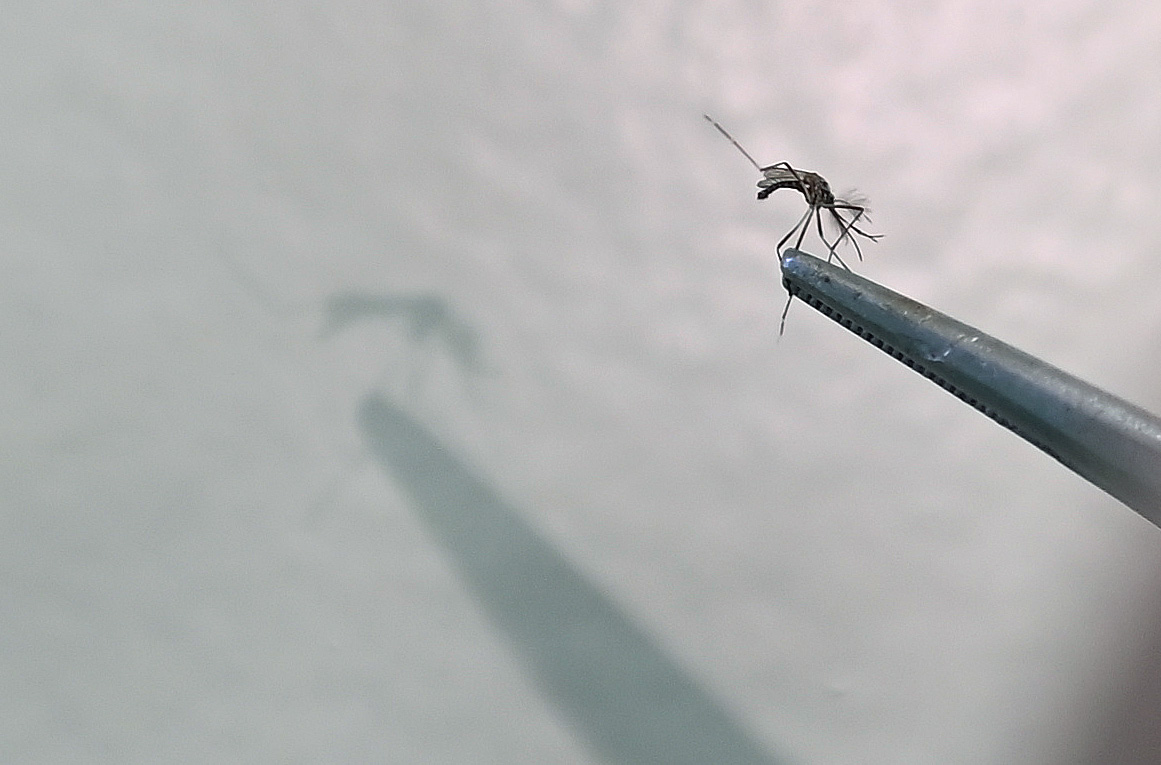 Mosquito Aedes aegypti é vetor da dengue e de outras arboviroses