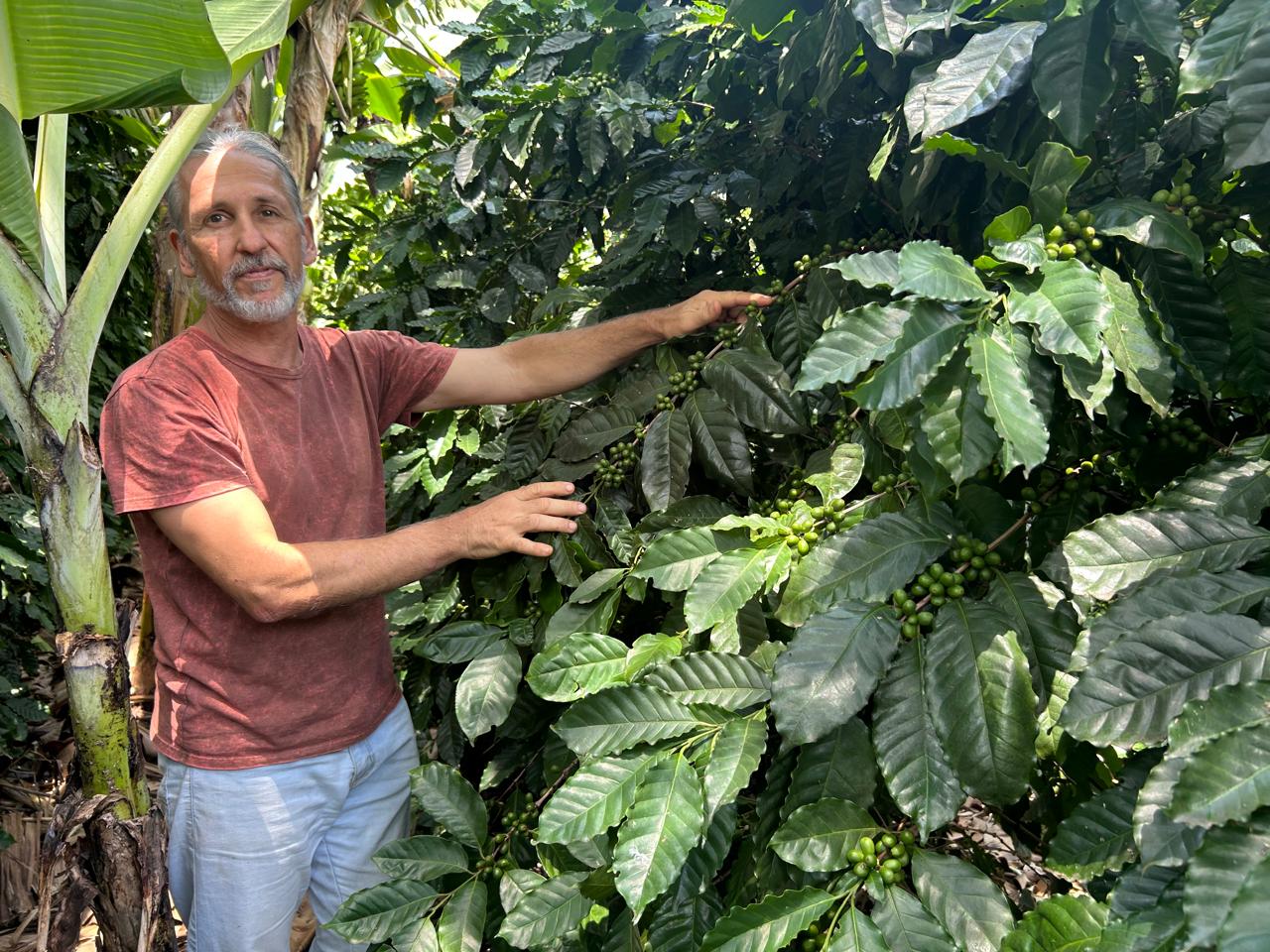 Cid Alonso planta café no Sistema Agroflorestal, formato que utiliza plantas como proteção aos cafezais