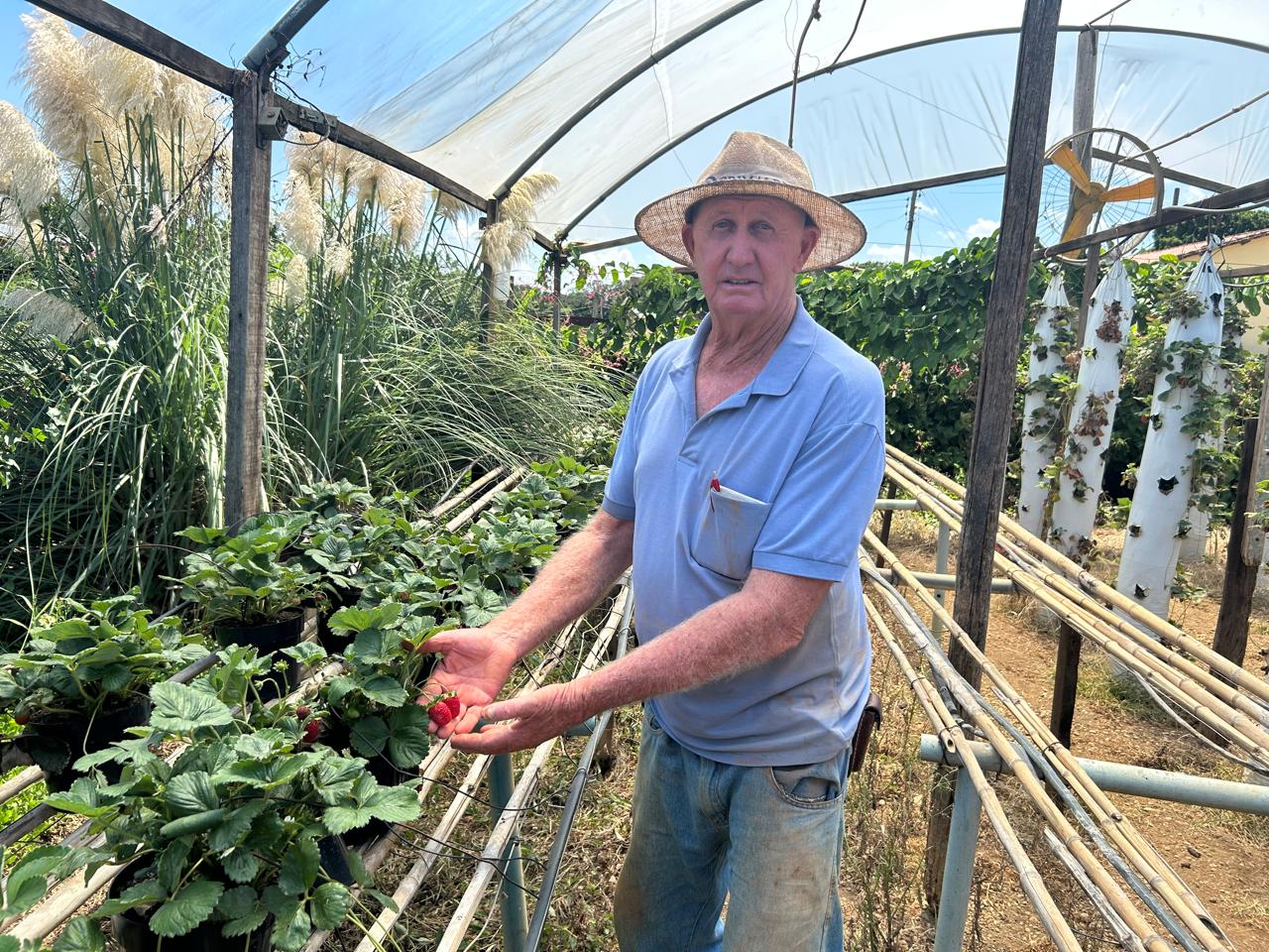 José Abacherly mostra o morango cultivado no sítio da família, que recebeu apoio de instituições parceiras da prefeitura para se modernizar