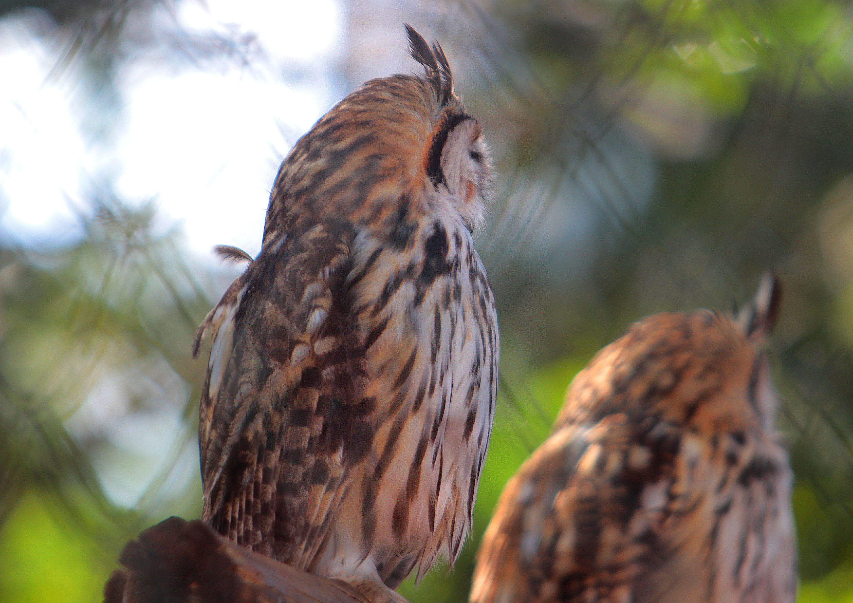 Aves de rapina e répteis são atrações do Bosque Interativo neste sábado em Campinas