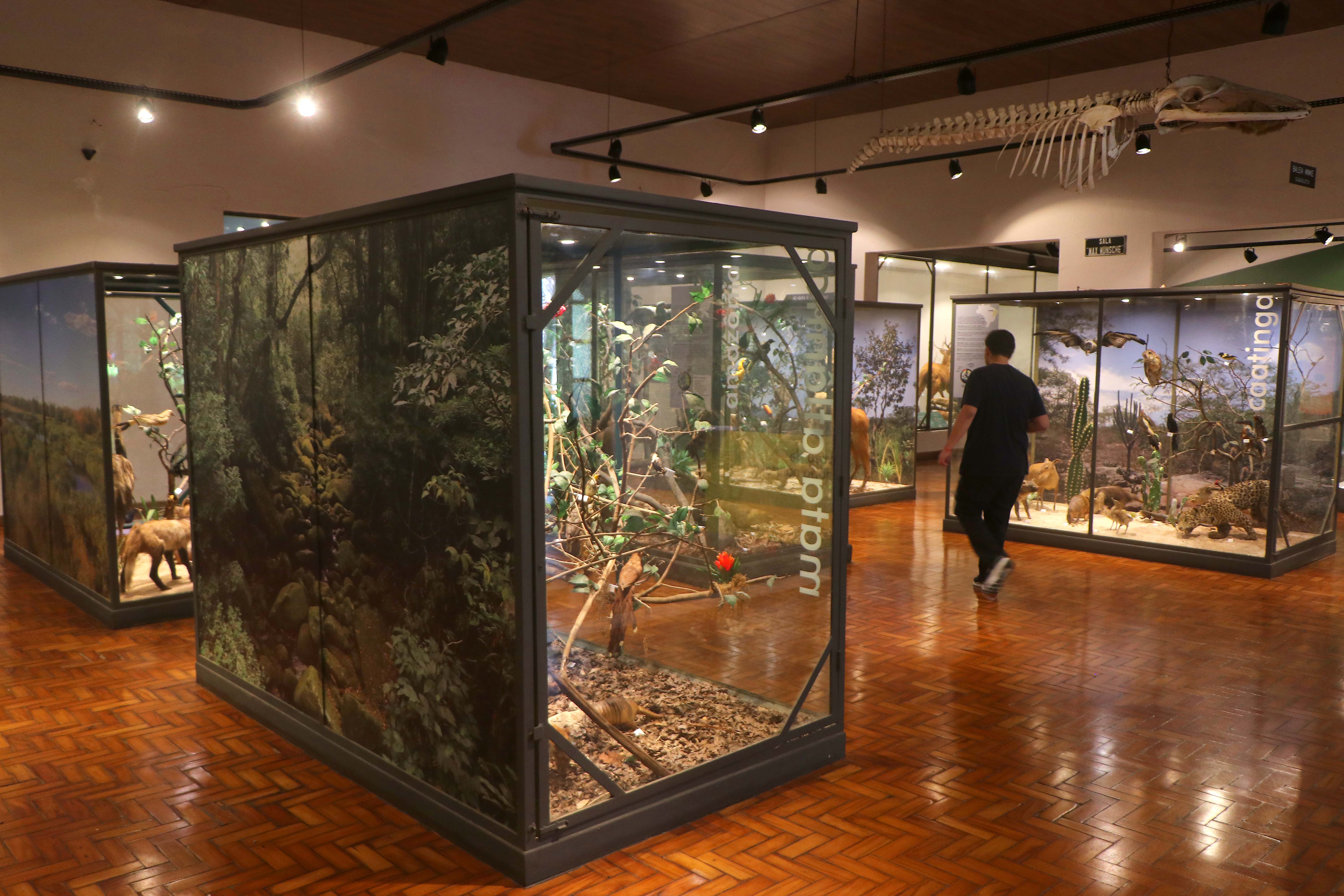 A diversidade da fauna e dos biomas brasileiros está exposta nas vitrines