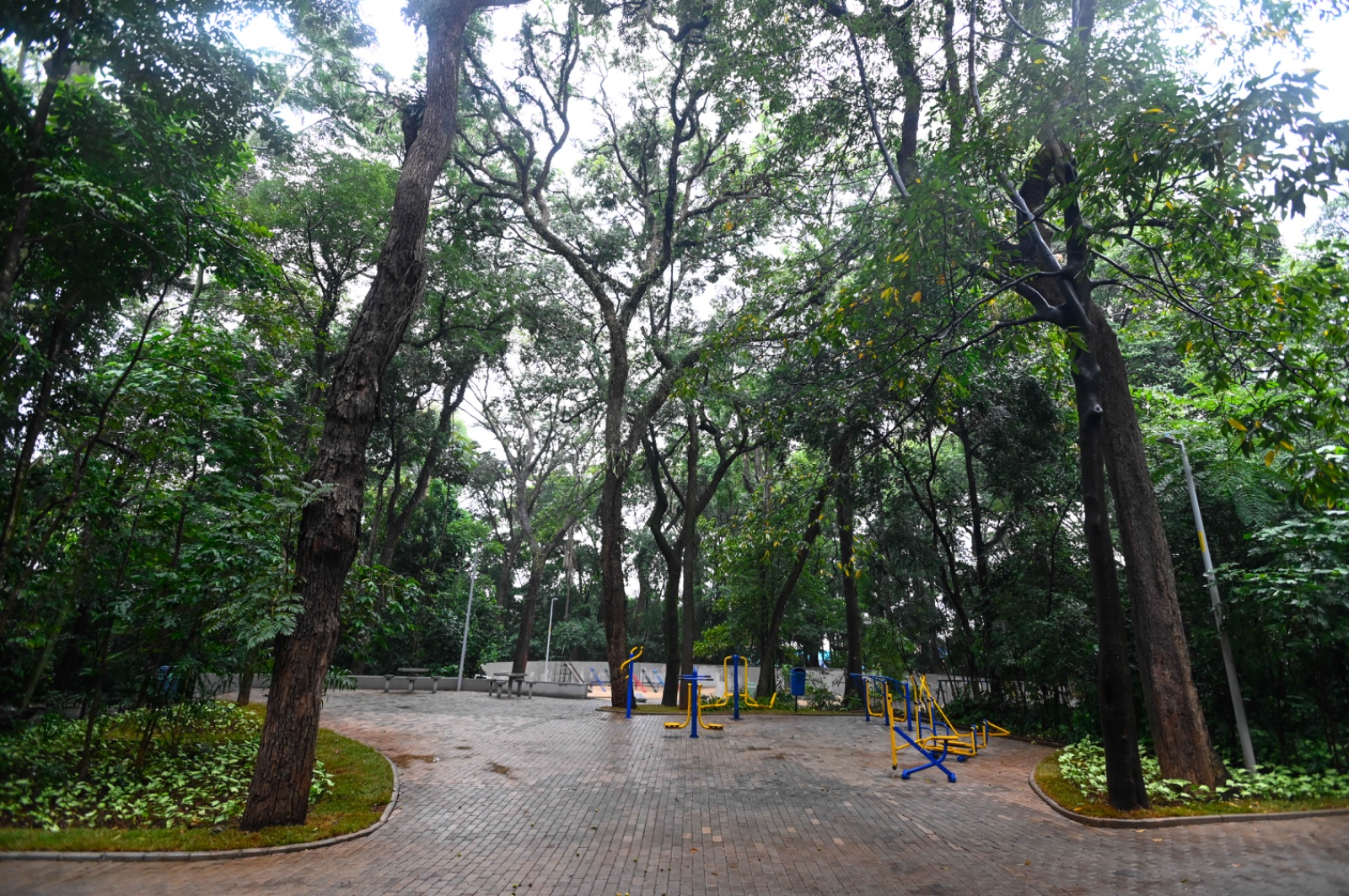Bosque dos Alemães é uma mata plantada que remete às microflorestas