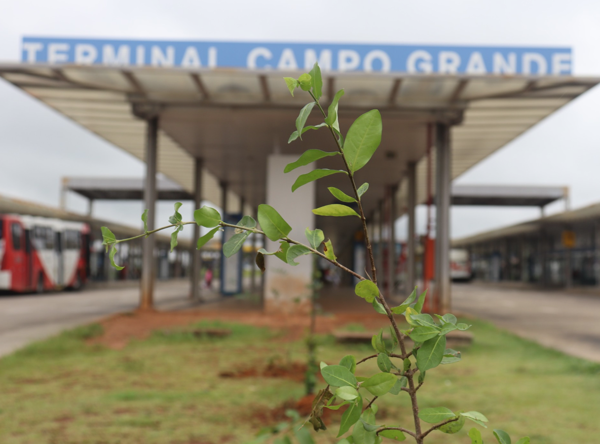 Terminal BRT Campo Grande recebeu o plantio das mudas neste mês 