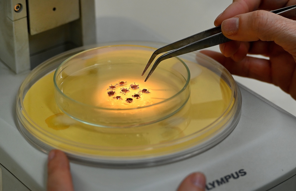 Carrapato-estrela é encontrado em gramados e matas, em especial nas áreas próximas a rios, lagos e lagoas 