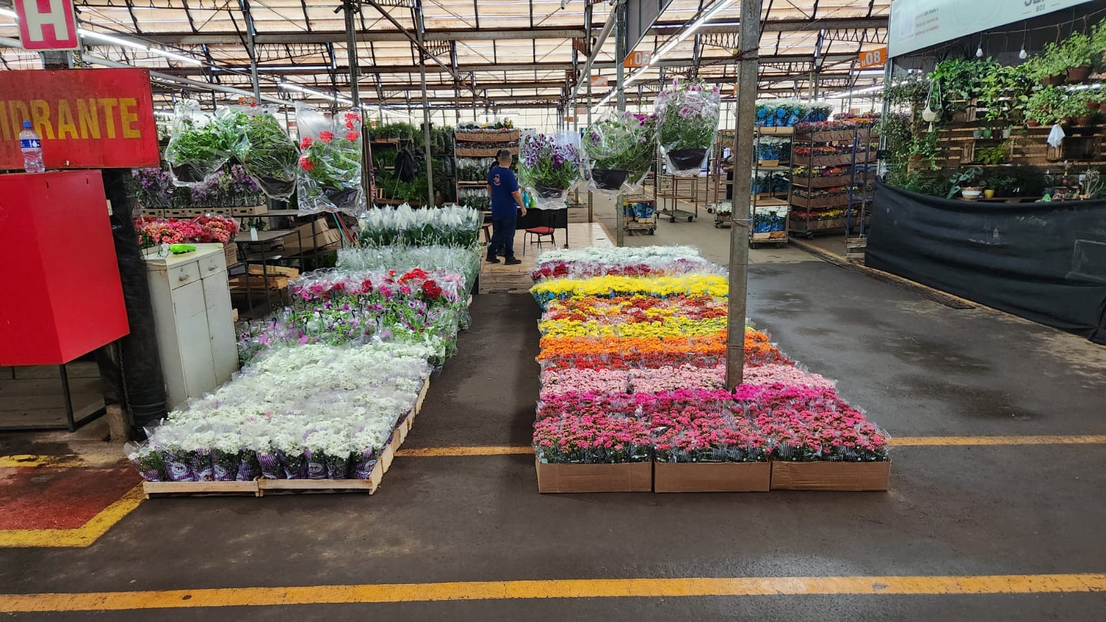 São várias as espécies de flores para o consumidor no Mercado da Ceasa