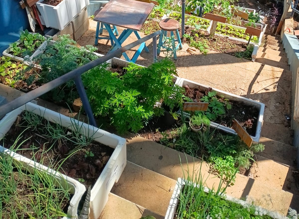 Escada desativada no Centro de Saúde Santa Odila foi transformada em horta com 25 canteiros distribuídos em 16 degraus, com hortaliças e plantas medicinais
