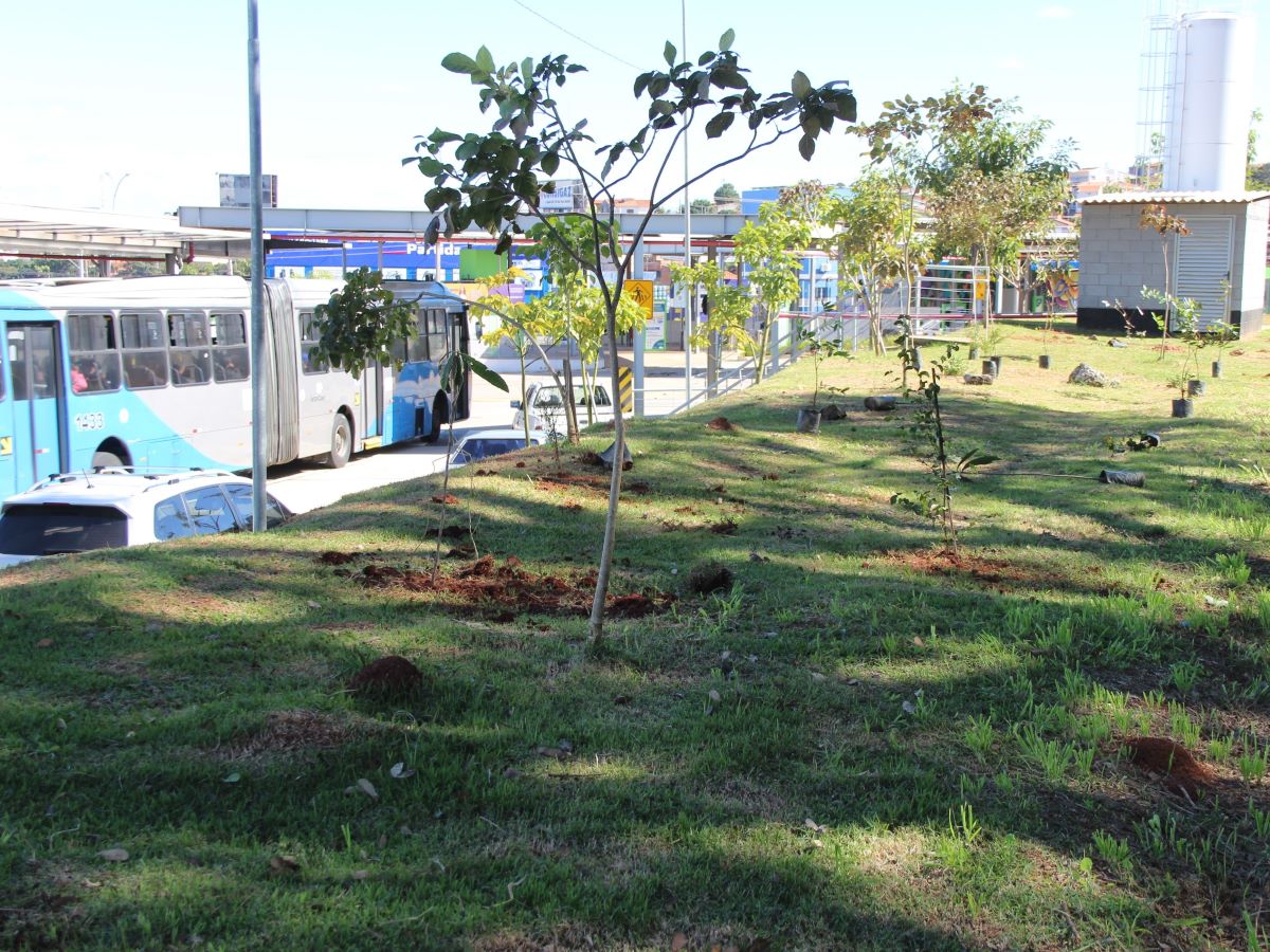 Mudas plantadas pertencem à flora brasileira