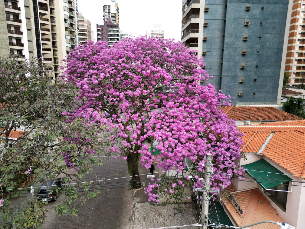 Florada do ipê-roxo na rua Coronel Quirino, no Cambuí, anuncia a temporada dos ipês em Campinas