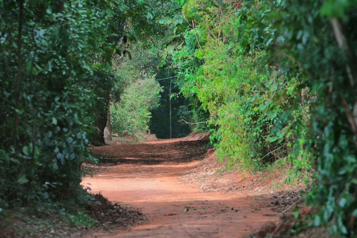 Atividade será no próximo sábado, 7 de março, às 8h30, na Mata de Santa Genebra. Iniciativa integra as ações do Dia Internacional da Mulher