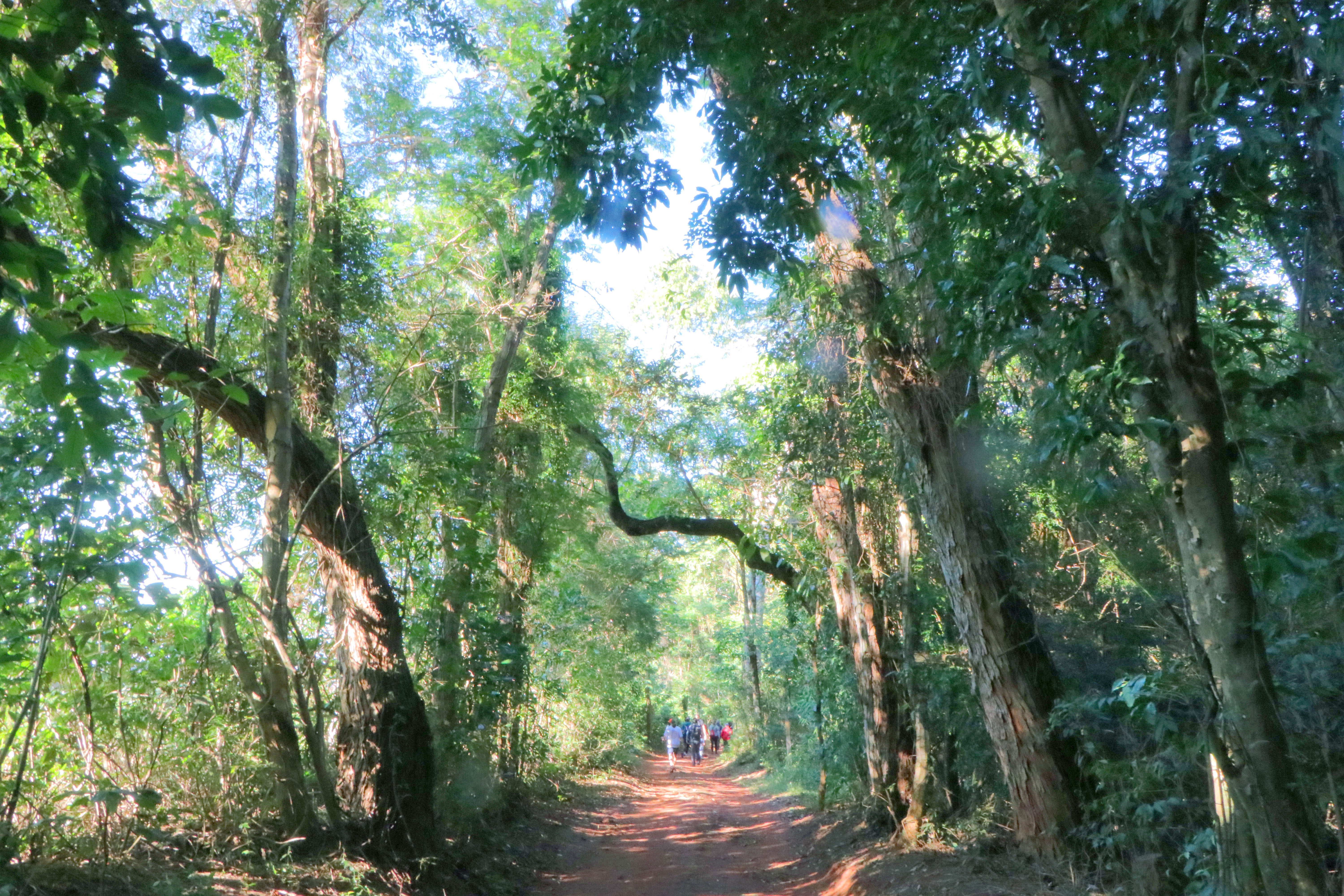 Levantamento revela também que a umidade do ar chega a ser 38% maior no interior da Mata, em comparação ao ambiente urbano