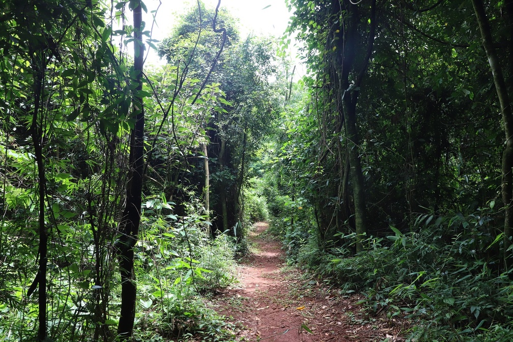 Participantes aprendem história, cultura e meio ambiente e fazem caminhadas pelas trilhas da Mata de Santa Genebra 