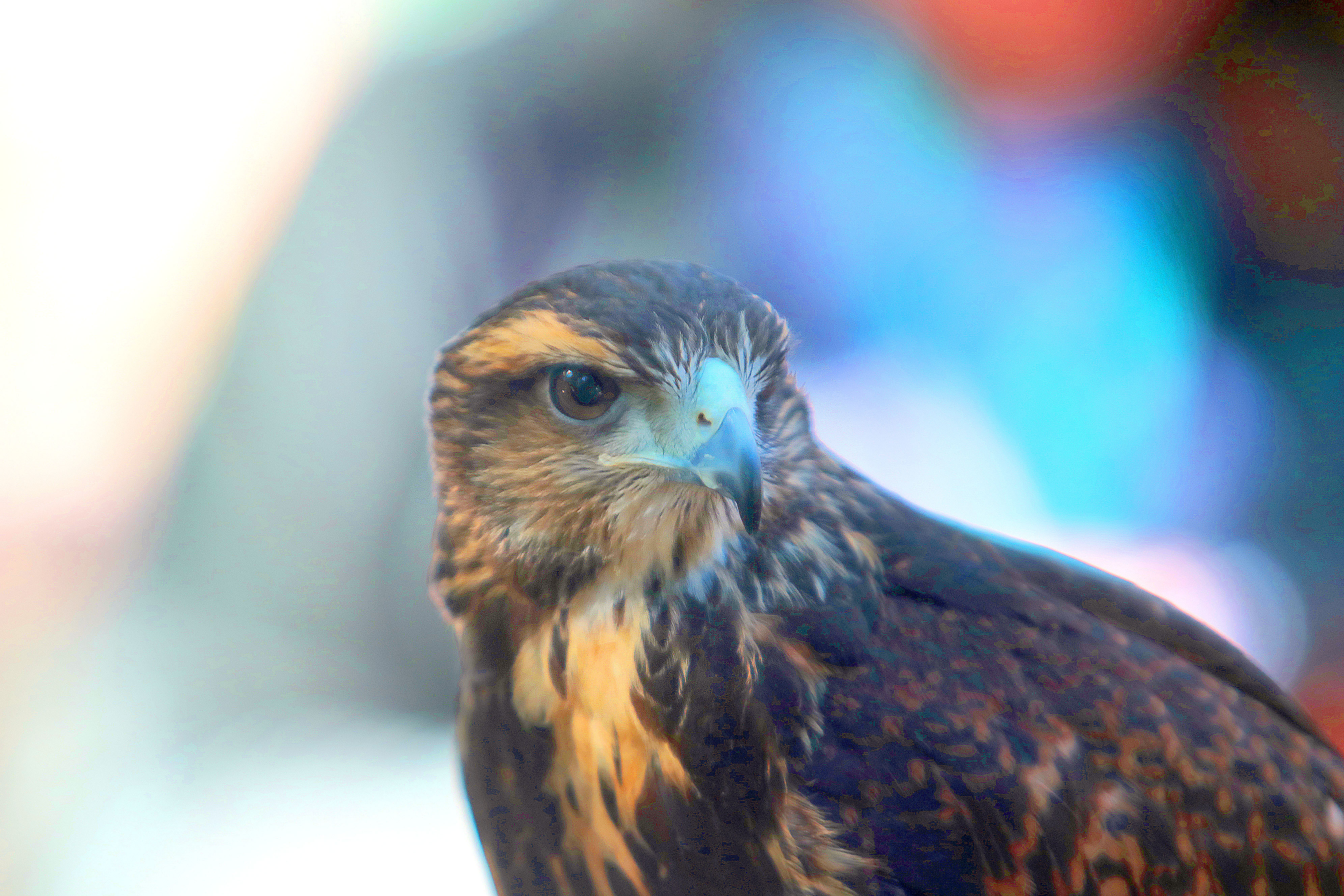 Na Mata abrigam-se vários animais entre mamíferos, répteis, anfíbios, peixes, aves e até grandes felinos