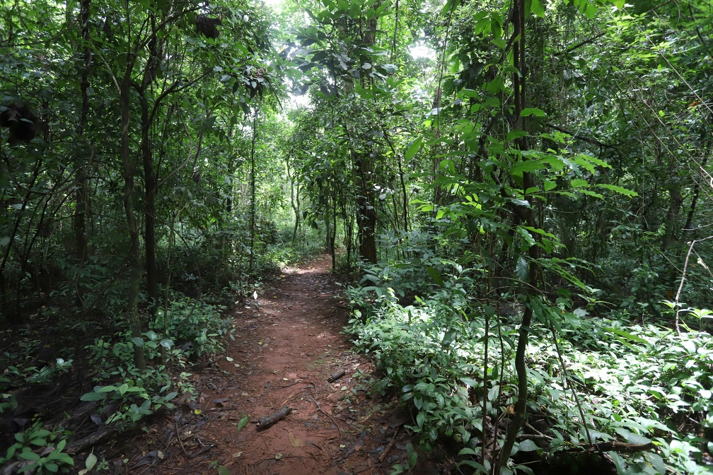 Educadores terão a oportunidade de vivenciar de forma direta o contato com a natureza na Mata de Santa Genebra