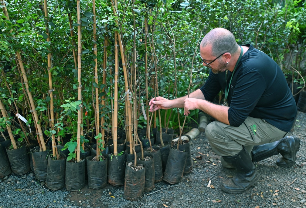 Mudas da Mata de Santa Genebra são de espécies nativas e frutíferas da região