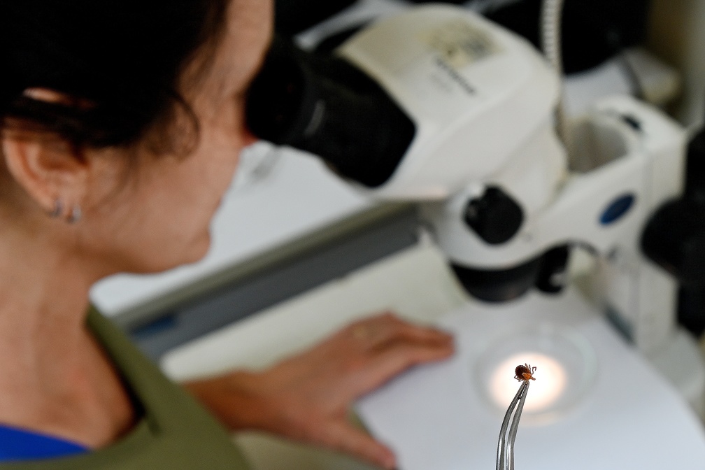 Picada do carrapato-estrela infectado com bactéria transmite a febre maculosa, doença com alta letalidade