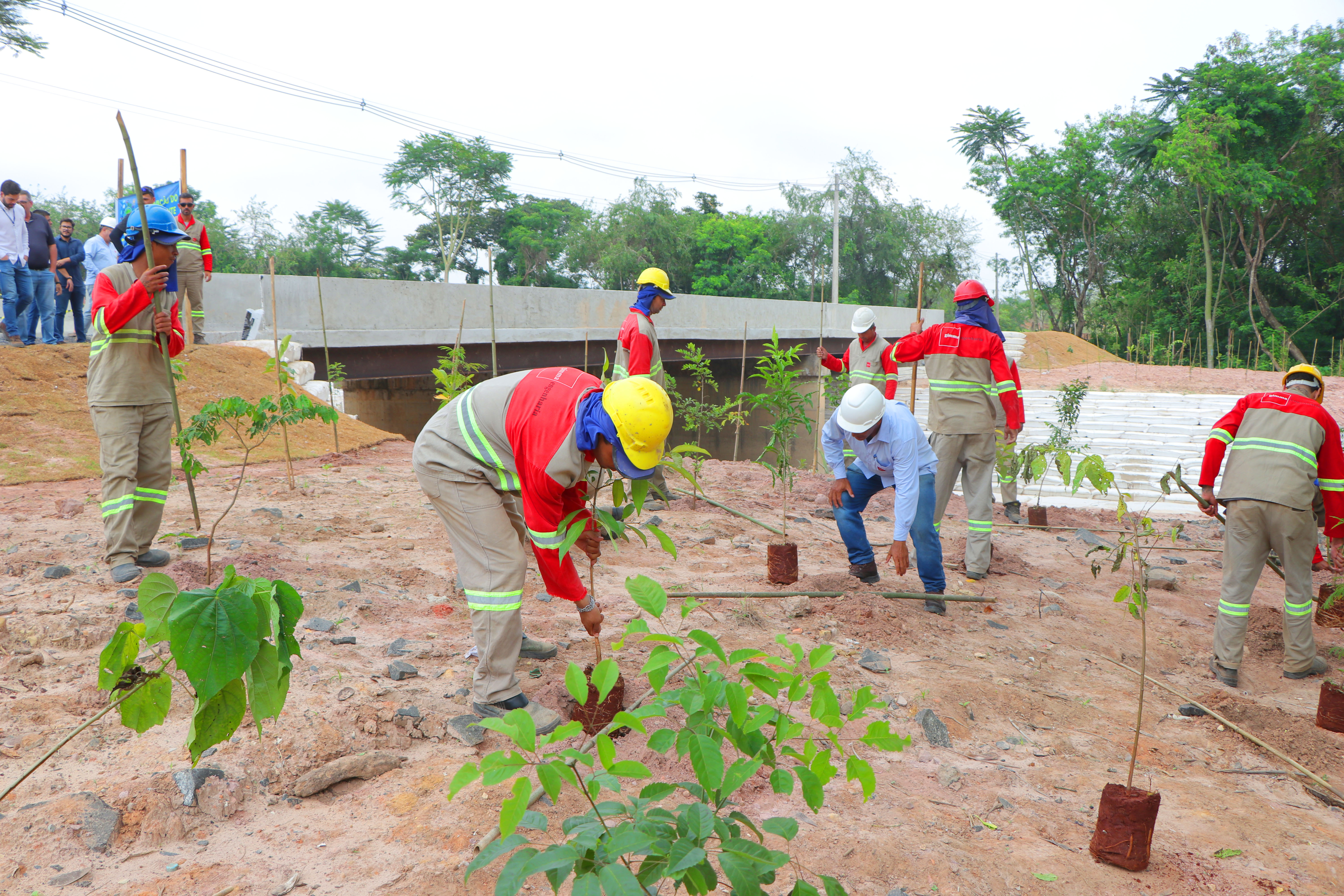 Plantio de árvores também é realizado em obras, como nas laterais da ponte da estrada que liga Campinas a Monte Mor