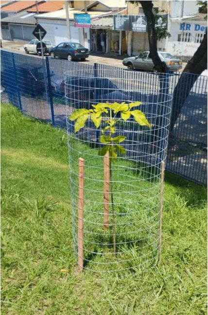 Árvores plantadas pela comunidade escolar receberam telas de proteção