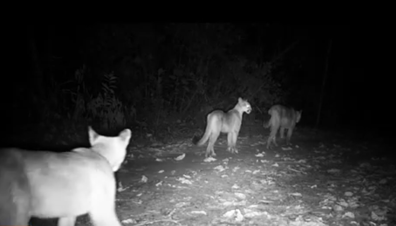 Imagens registradas por armadilhas fotográficas mostram a mãe-onça e os dois filhotes