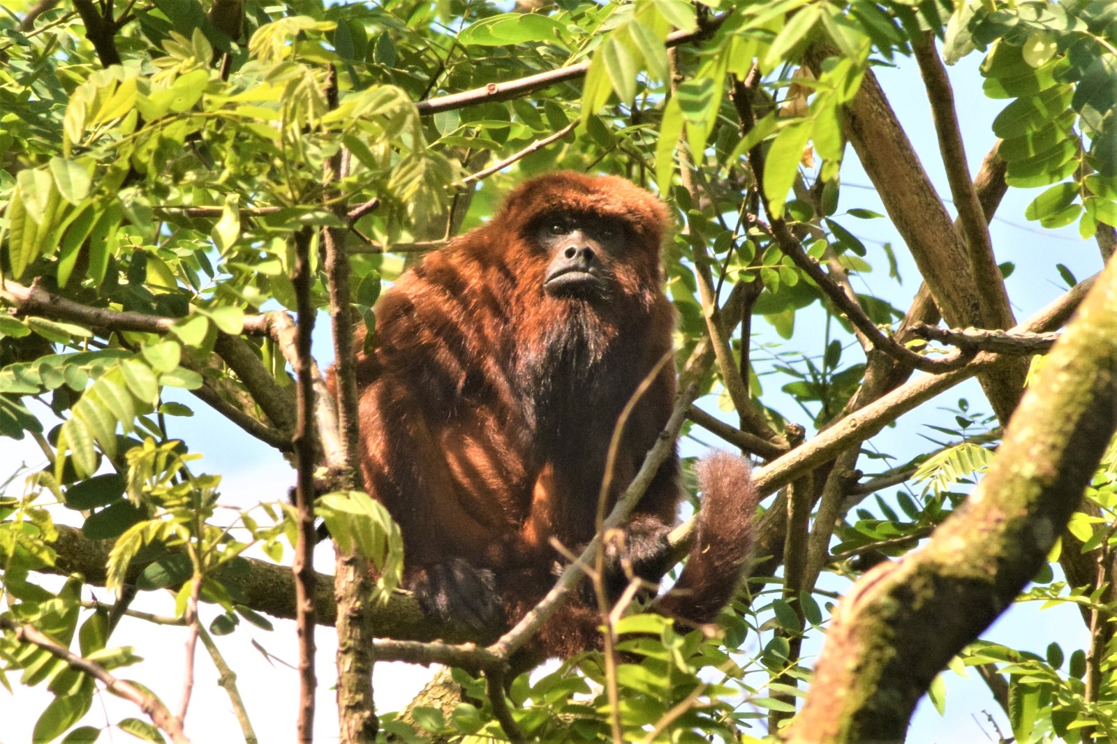 Alouatta guariba, o bugio ruivo
