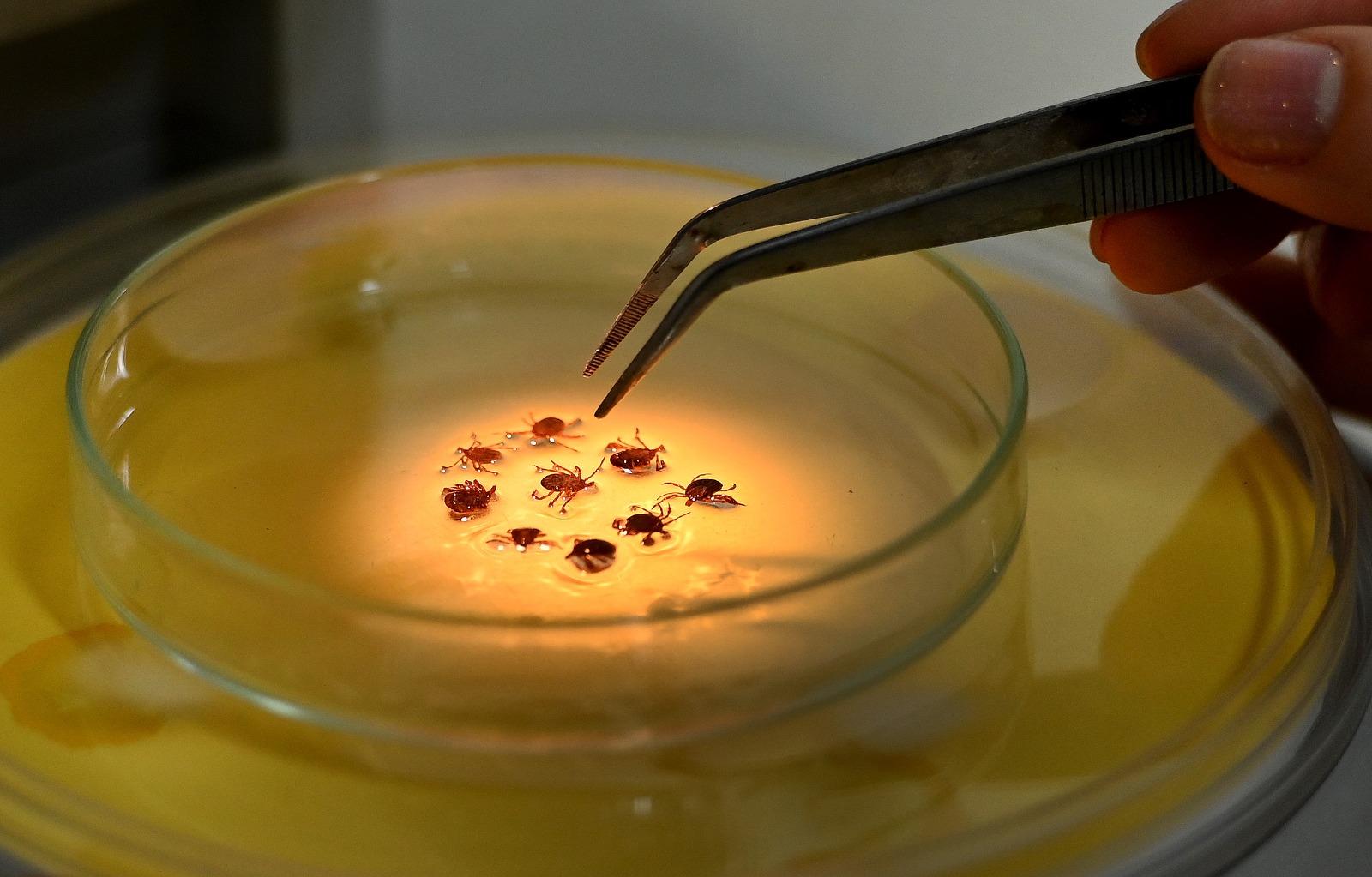 Picada do carrapato-estrela infectado com a bactéria Rickettsia rickettsii transmite a febre maculosa