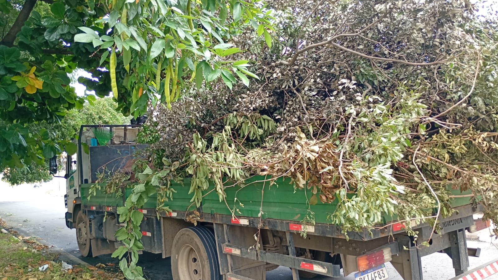 Recolha de galhos no DIC 5