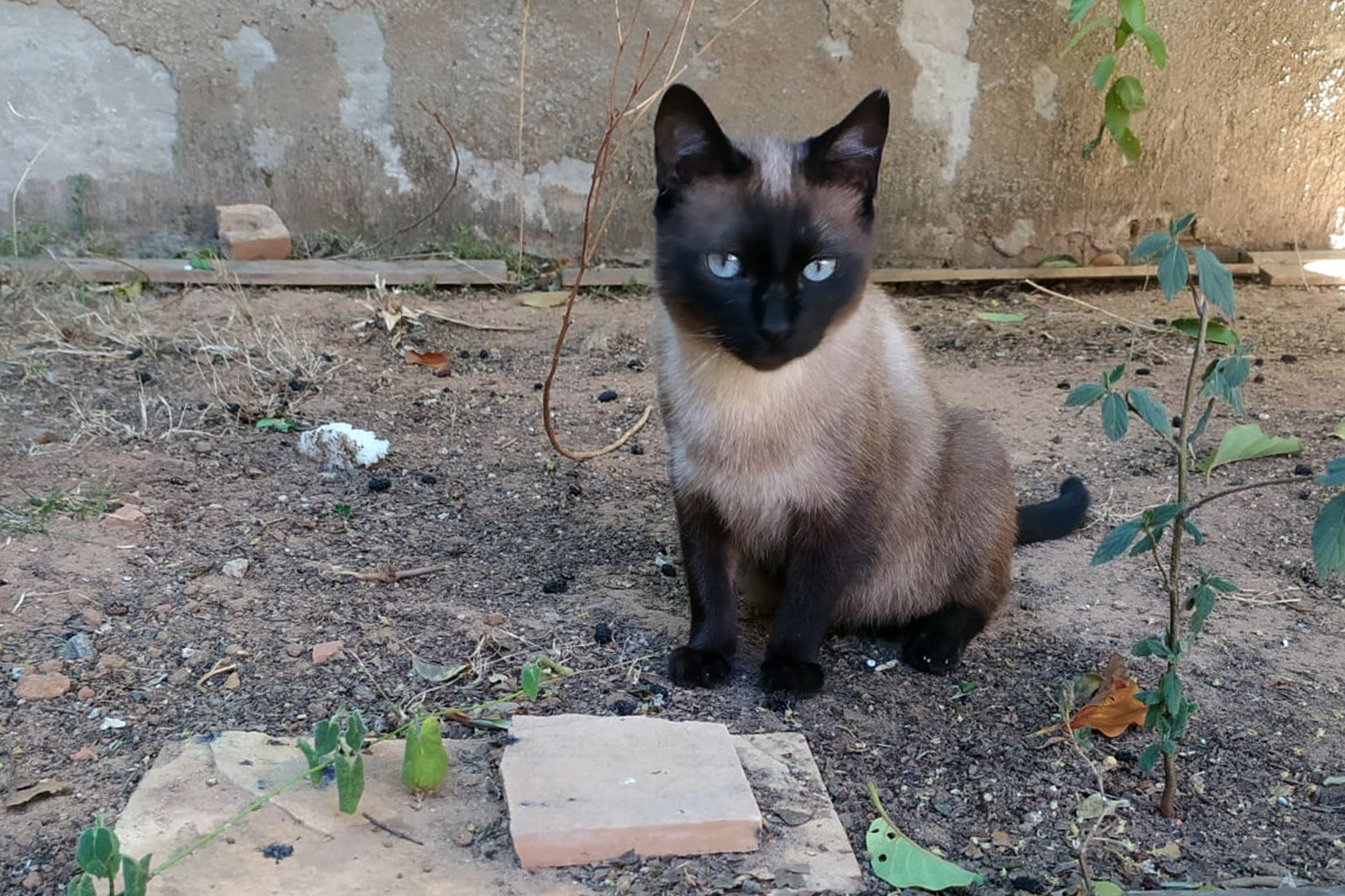 Caso reforça a importância da microchipagem para ajudar animais perdidos a retornarem para suas famílias