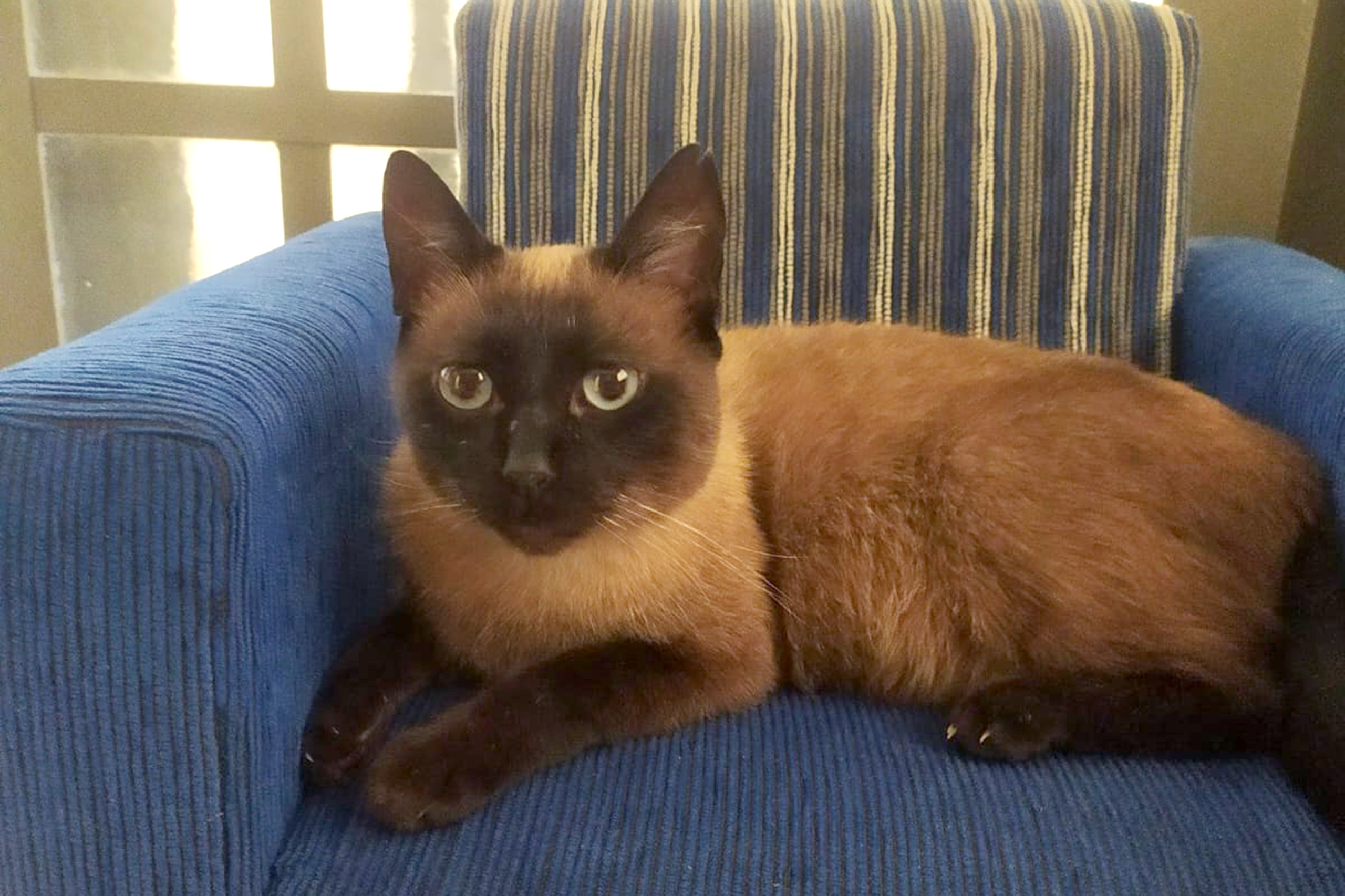 Jacob conseguiu voltar para casa depois de ficar um mês desaparecido graças ao microchip implantado em uma ação da Prefeitura de Campinas