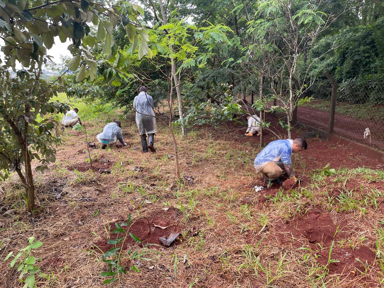 Plantio de 600 mudas de árvores de espécies da Mata Atlântica contribuem para a estrutura e o equilíbrio ecológico da floresta