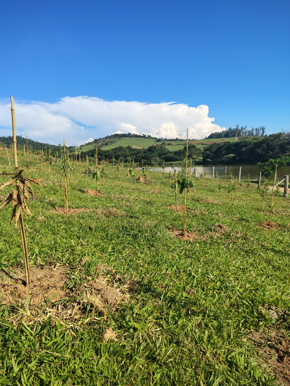 Ação de compensação ambiental em área protegida contribui para produção de água e restauração de ecossistemas