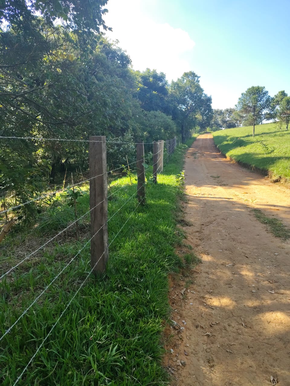 Plantio de mais de 3 mil mudas reforça recuperação ambiental em Joaquim Egídio