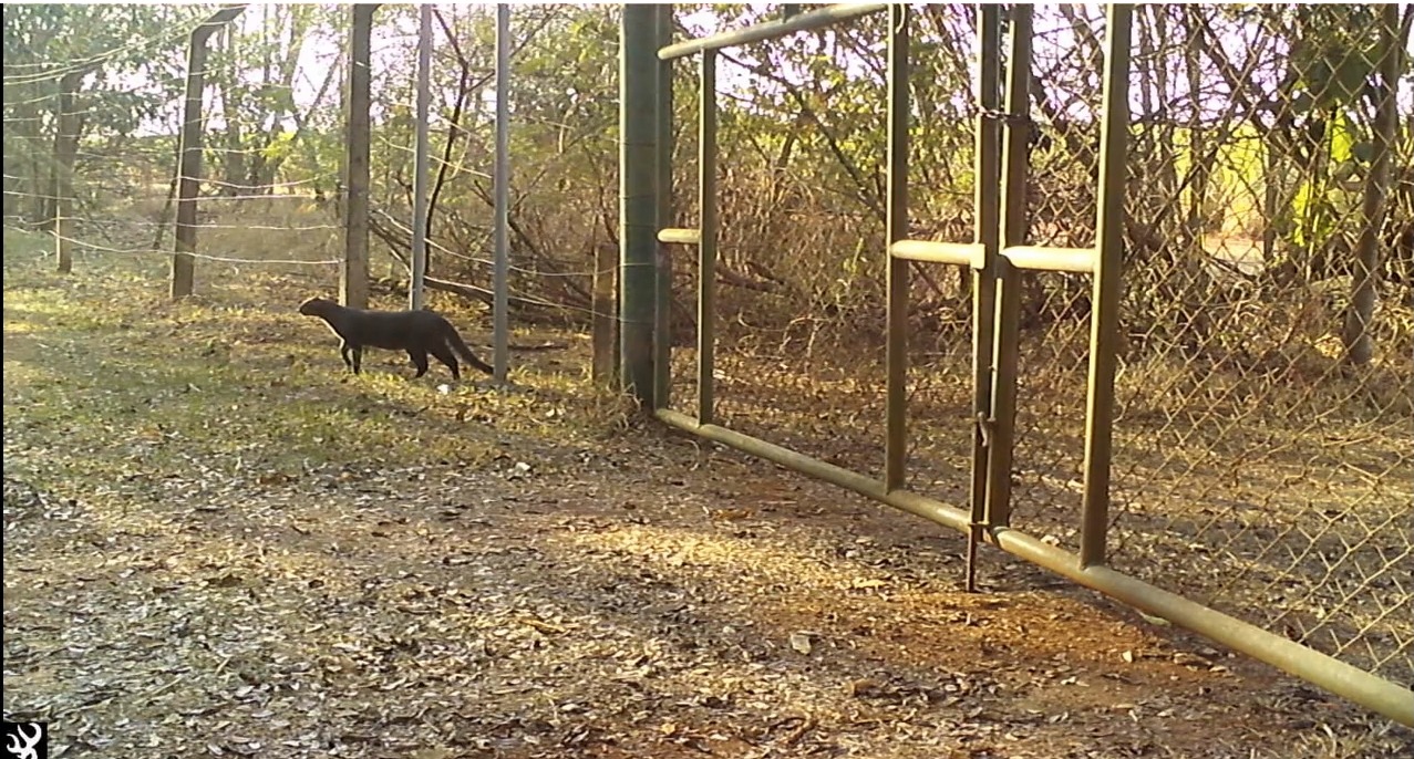 Animal já tinha sido avistado na Mata, mas esta é a primeira vez em que foi filmado