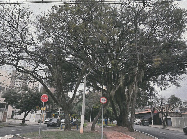 Ação busca cuidar da saúde das árvores e diminuir os riscos de acidentes