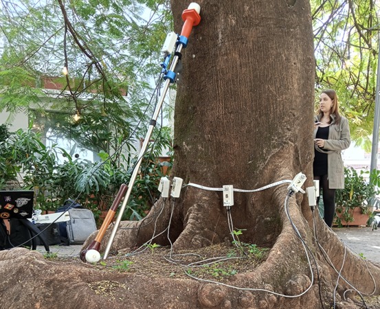 Árvore passou por exames de diagnóstico com o uso de resistógrafo e tomógrafo, conforme os critérios estabelecidos pela legislação ambiental vigente