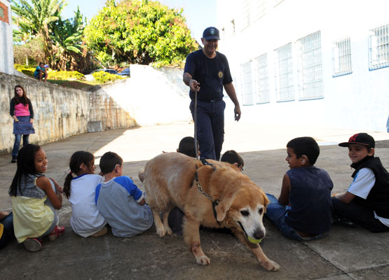 O golden retriever mostrou seu alto grau de adestramento