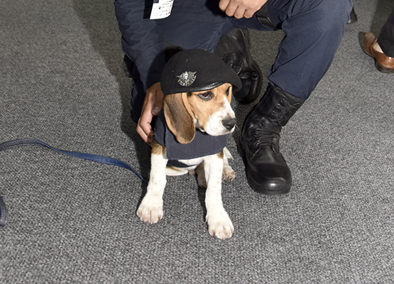 Mascote está em treinamento para missões de faro e vai ajudar a localizar substâncias ilícitas, armas de fogo e dinheiro.
