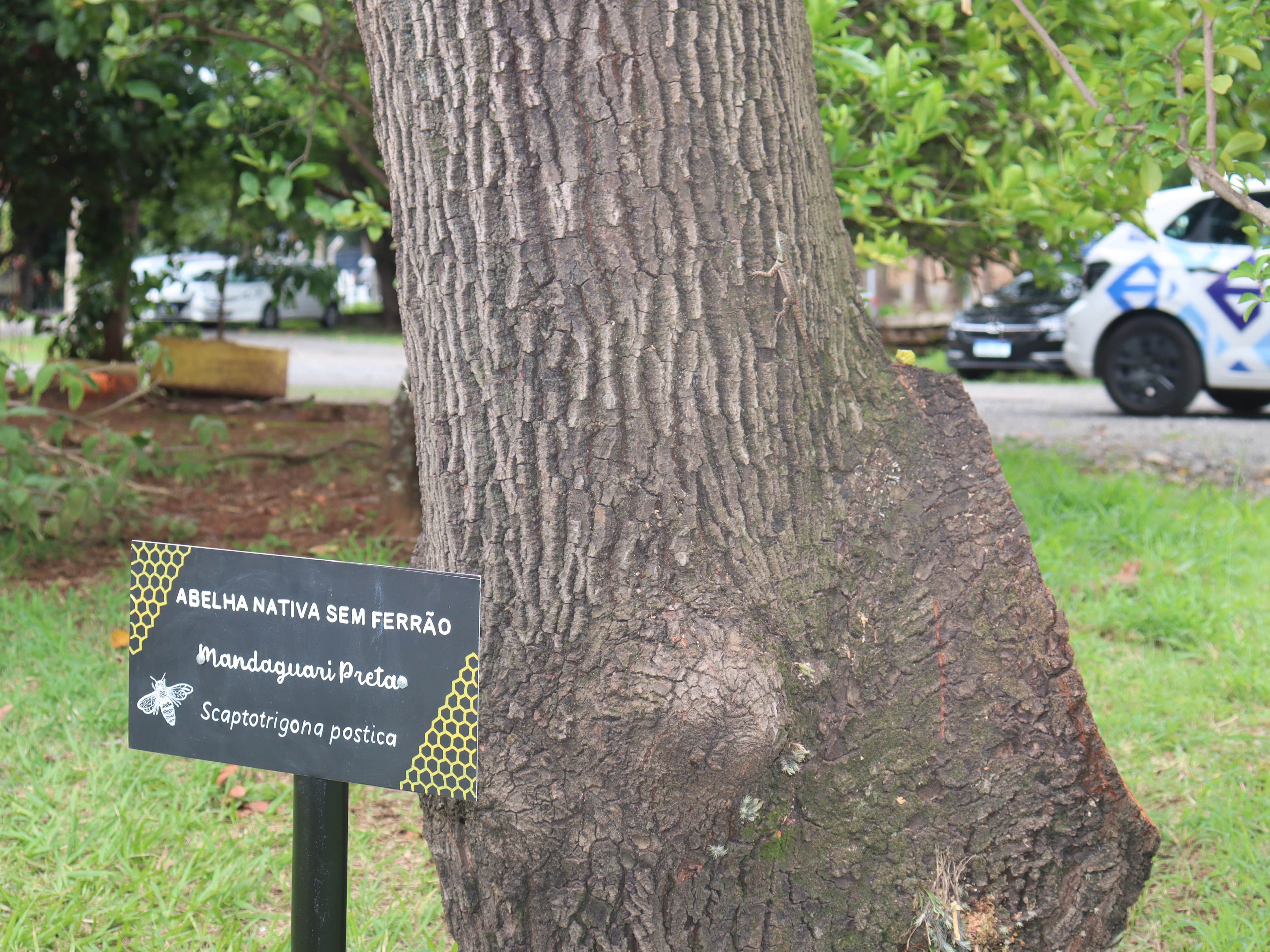 Placa confeccionada por Alex Gusmão avisava que ninguém precisaria temer as abelhas