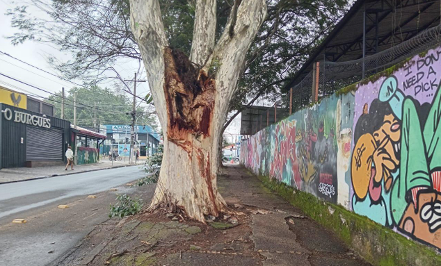 Árvore tem lesão no tronco e está sofrendo deterioração, o que aumenta o risco de queda
