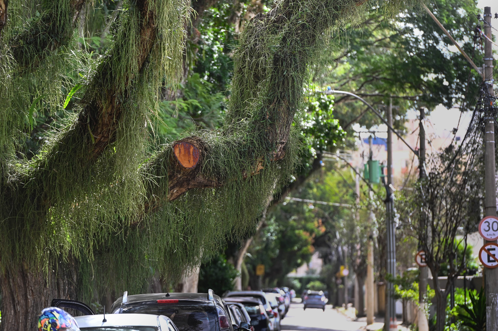 Apenas as ramificações que se projetam para fora da praça e avançam sobre os imóveis foram cortadas