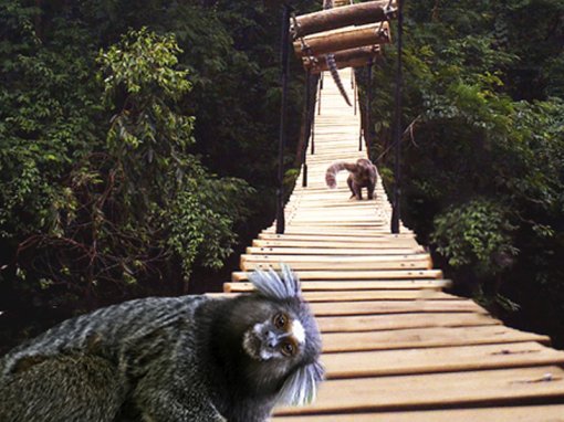 Passagem protege animais de atropelamento