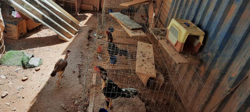 Suspeita é que aves sejam usadas em rinhas