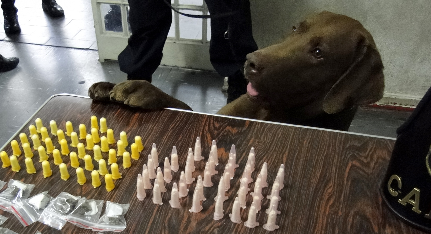 Cão Brad e as drogas que ajudou a localizar