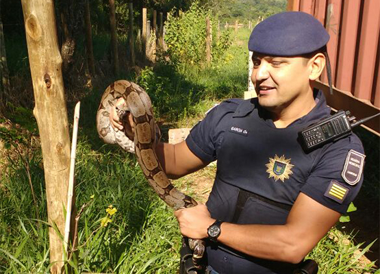 Guarda Municipal segura cobra resgatada