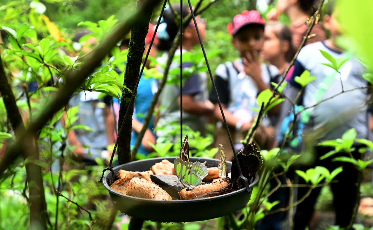 Durante o passeio, será possível visita visitar o Borboletário Santa Genebra