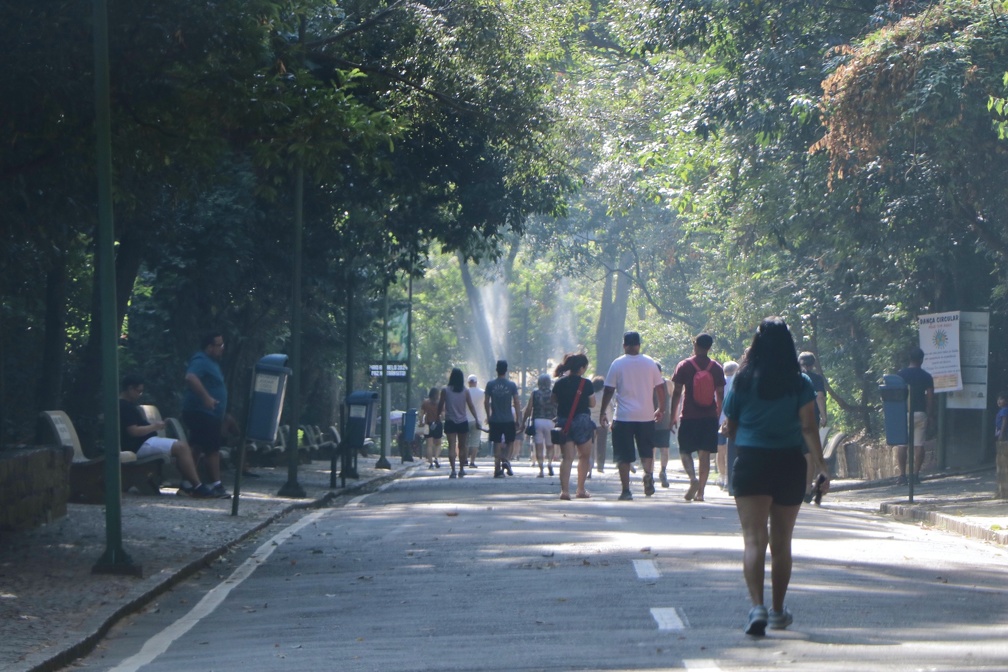 Objetivo da substituição das árvores é preservar a segurança dos frequentadores do Bosque; medida ainda será avaliada pelo Condephaat