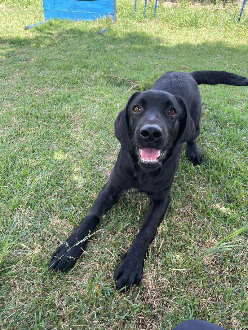 Adestrador constatou que Black tem facilidade em aprender