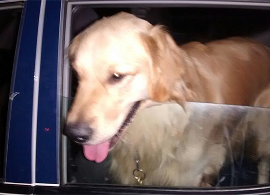 Cão farejador da GM localizou material