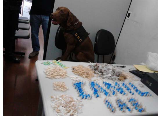 Canil da GM participa da operação contra drogas