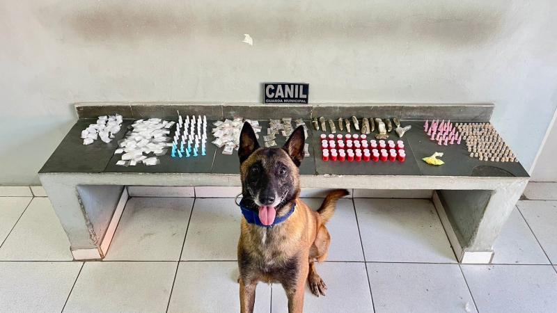 No Jardim Telesp, equipes do Canil, com o K9 Cheddar, localizaram drogas em três pontos do bairro