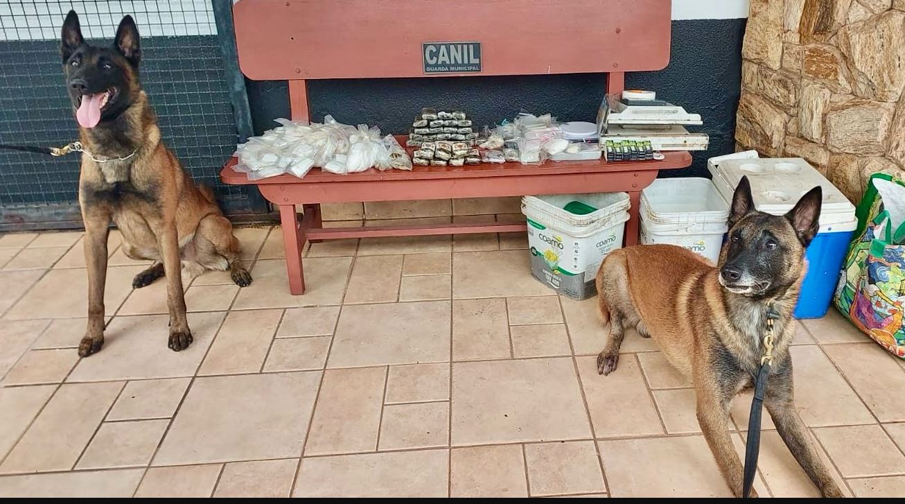 Cães são treinados para farejar entorpecentes